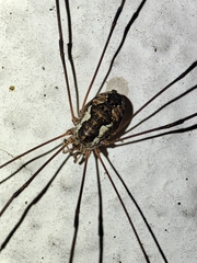 Phalangiinae