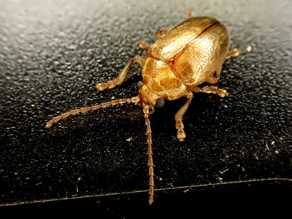 Eucolaspis