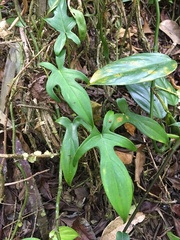 Philodendron pedatum