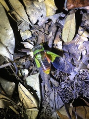 Hemisciera maculipennis