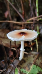 Lepiota rubrotinctoides