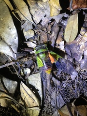 Hemisciera maculipennis