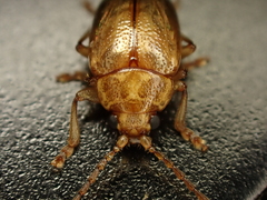 Eucolaspis
