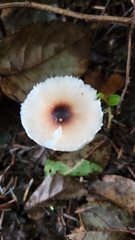 Lepiota rubrotinctoides