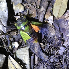 Hemisciera maculipennis