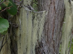 Ramalina thrausta