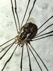 Phalangiinae