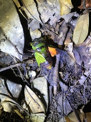 Hemisciera maculipennis