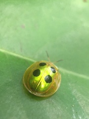 Coptocycla roseocincta