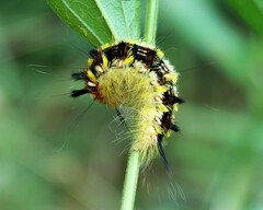 Apatelodes pudefacta