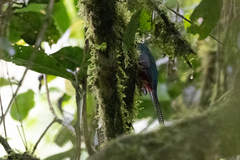 Apaloderma vittatum