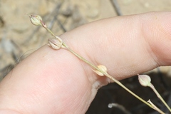 Linum puberulum