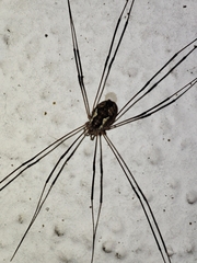 Phalangiinae