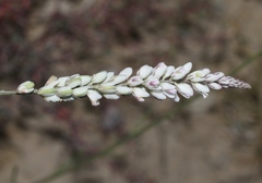 Polygala alba