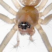Neriene variabilis