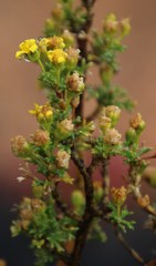 Euryops multifidus