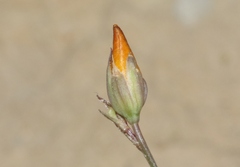 Linum puberulum