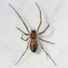 Neriene variabilis