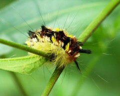 Apatelodes pudefacta