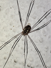 Phalangiinae