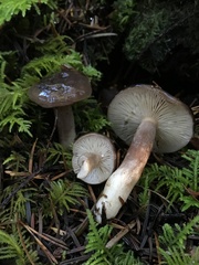 Lactarius pseudomucidus