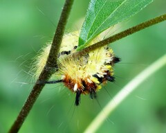 Apatelodes pudefacta