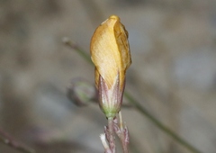 Linum puberulum