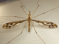 Leptotarsus huttoni