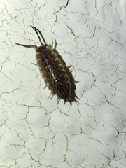 Proporcellio