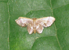 Idaea