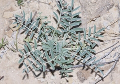 Astragalus