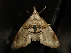 Trichophysetis cretacea