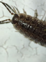 Proporcellio