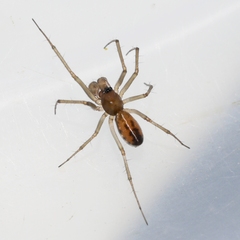 Linyphiinae