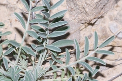 Astragalus