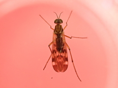 Sylvicola notatus