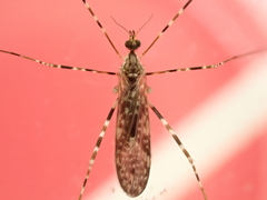 Amphineurus hudsoni