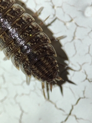 Proporcellio