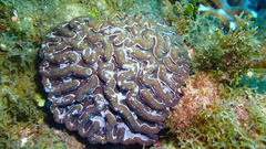 Mycetophyllia