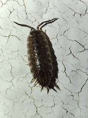 Proporcellio