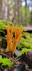 Calocera viscosa