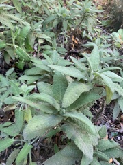 Salvia spathacea