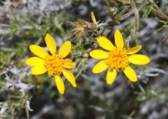 Thymophylla acerosa