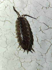 Proporcellio
