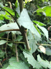 Brillantaisia