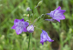 Triteleia laxa