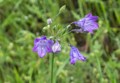 Triteleia laxa