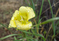 Calochortus luteus
