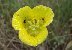 Calochortus luteus