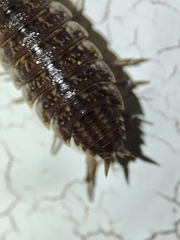 Proporcellio